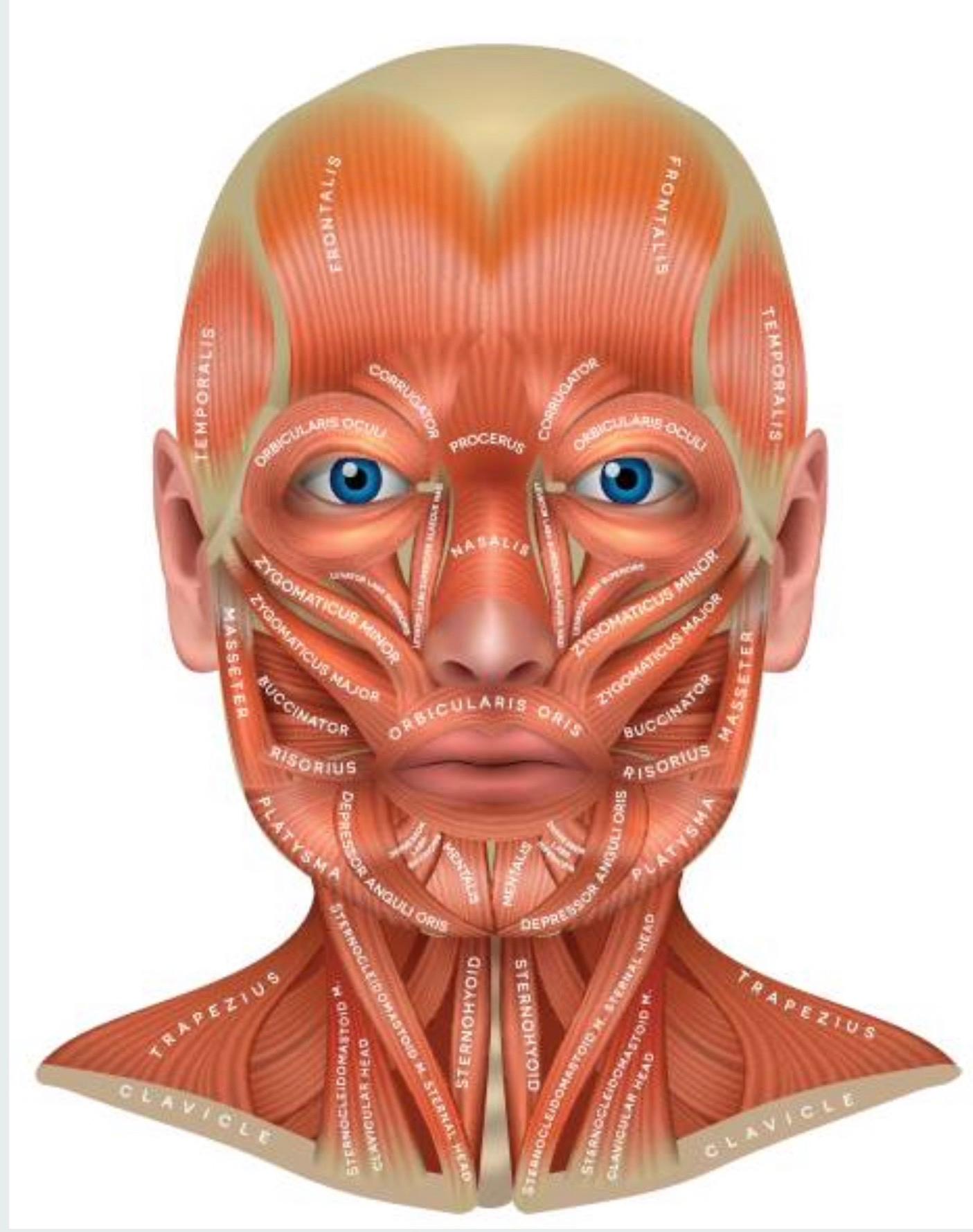 Fat dissolving injections image 1